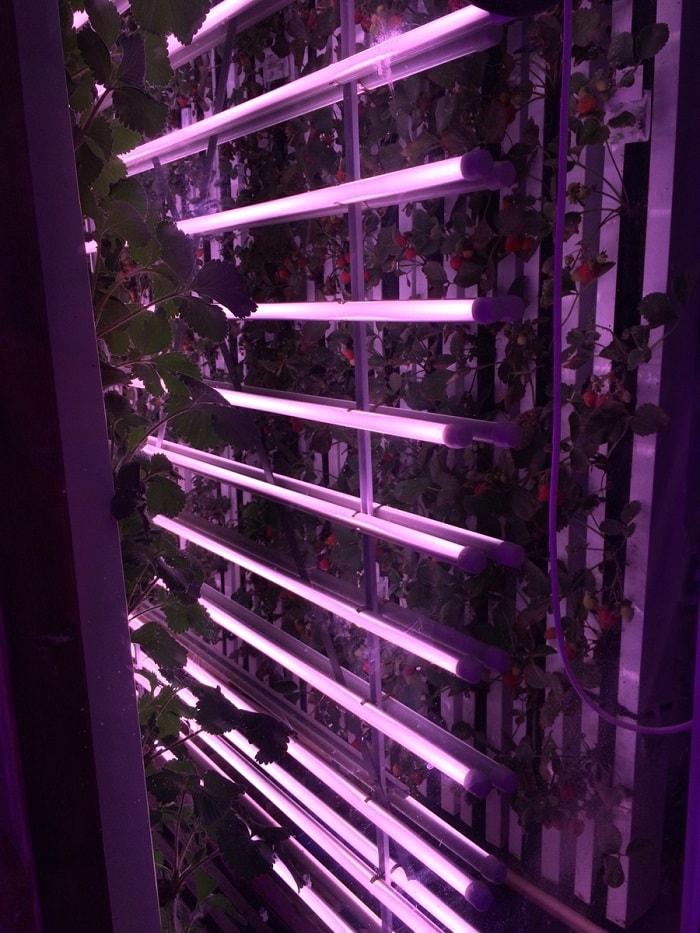 LEDs in grow lights