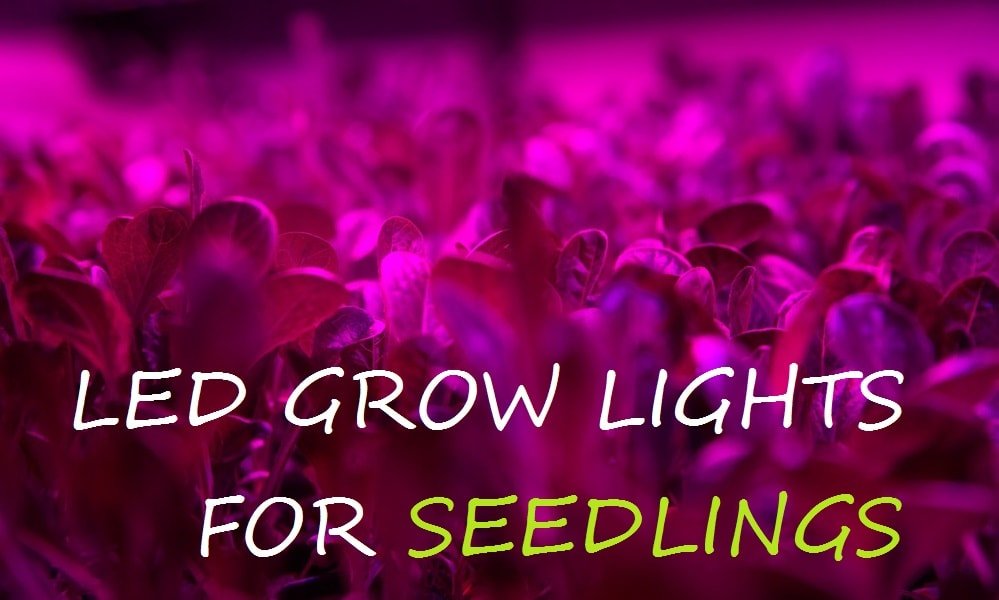 led grow lights seedlings